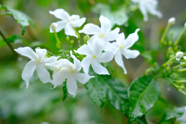 Fleurs blanches Wrightia religiosa floraison sur feuilles vertes closeu — Photo