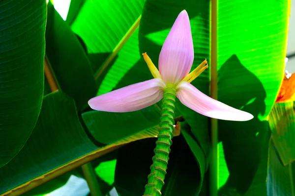 带有粉红花朵的热带香蕉叶的特写正在盛开 带绿色模糊背景的粉色香蕉花 — 图库照片