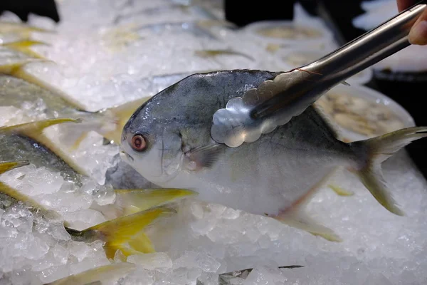 Čerstvé Místní Ryby Ledě Prodávají Trhu Mořskými Plody Ruční Zvedání — Stock fotografie