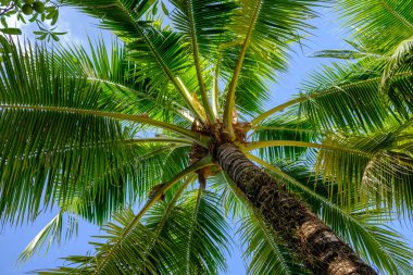 Güneşli bir günde mavi gökyüzünün altında hindistan cevizi palmiyesi dallarının yakınlaşması. Yaz panoramik arkaplanından palmiye ağacı görünümü.