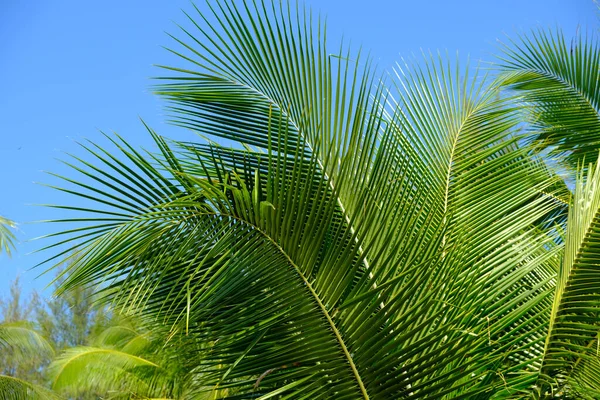 Schöne Tropische Hintergrund Kokospalme Zweig Den Blauen Himmel — Stockfoto