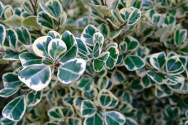 Seçici odaklanma yakın çekim. Beyaz kenarlı yeşil yapraklar. Ficus deltoidea Jack F. variegata ağacı veya Ökseotu incir ağacı kauçuk ağaç. 