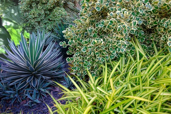 Schöne Landschaft Mit Exotischem Tropischen Garten Mit Blättern Von Chlorophytum — Stockfoto