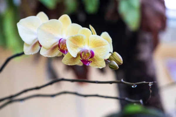 Orquídea Phalaenopsis Amarela Flores Bonitas Orchid Closeup Backgound Natural Foco — Fotografia de Stock