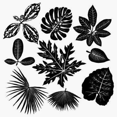  Vector Tropical plants leaves silhouettes set isolated on white background. 