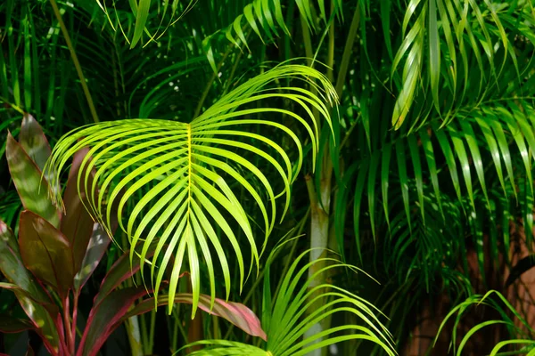 Nahaufnahme Tropische Palmenblätter Tropischer Dschungel Palmen Laub Grün Hintergrund — Stockfoto