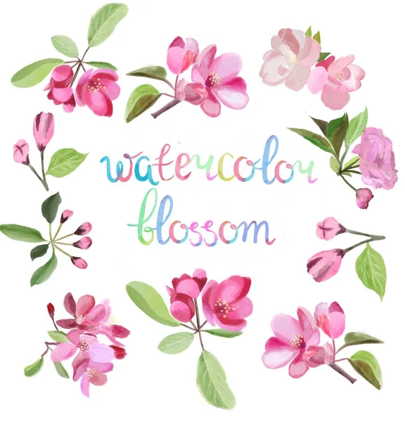 Akvarel Skønhed Illustration Med Blomst Pink Kirsebær Æble Træ Blomster - Stock-foto