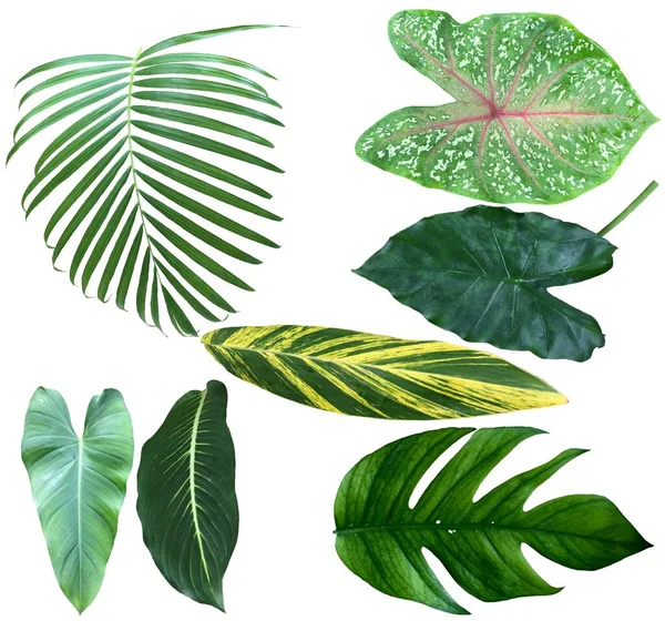 Sada Různých Tropických Zelených Listů Izolovaných Bílém Pozadí — Stock fotografie