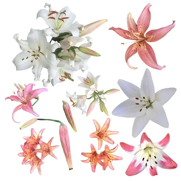 Conjunto Flores Lileis Frescas Isoladas Fundo Branco Coleção Elementos Decoração — Fotografia de Stock