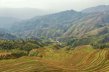 Guilin, Çin, 24 Mart 2014, Jinkeng Teras, Guilin, Çin