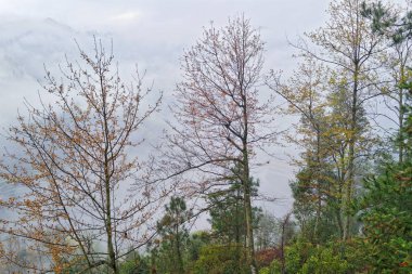 Guilin, Çin, 24 Mart 2014, Jinkeng Teras, Guilin, Çin