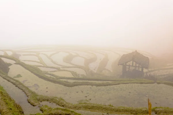 Longji Zhuang этническая терраса sensery вид с туманом, Гуйлинь, Чи — стоковое фото