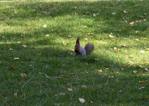 Beautiful Red Haired Fluffy Squirrel Plays City Park Natural Habitat — Stock Photo, Image