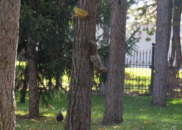Schöne Rothaarige Flauschige Eichhörnchen Spielt Einem Stadtpark Den Natürlichen Lebensraum — Stockfoto