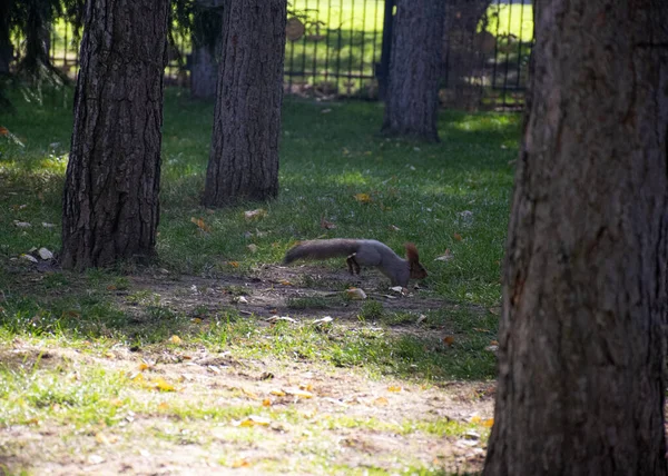 Beautiful Red Haired Fluffy Squirrel Plays City Park Natural Habitat — Stock Photo, Image