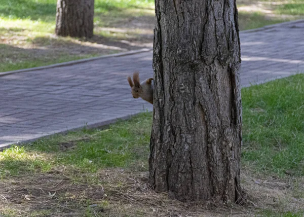 Schöne Rothaarige Flauschige Eichhörnchen Spielt Einem Stadtpark Den Natürlichen Lebensraum — Stockfoto