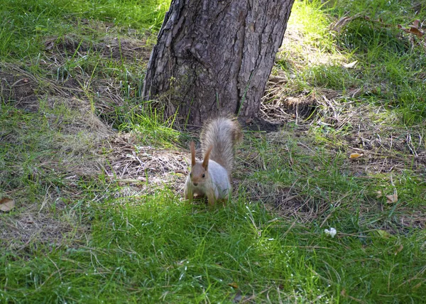 Beautiful Red Haired Fluffy Squirrel Plays City Park Natural Habitat — Stock Photo, Image