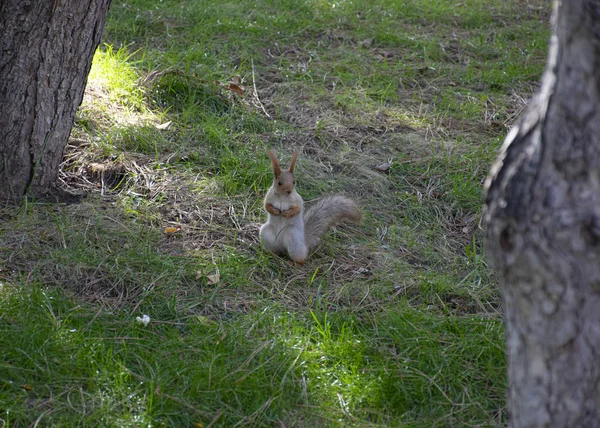 美丽的红头发绒毛松鼠在城市公园里玩耍 动物的自然栖息地 大蓬松的尾巴 — 图库照片