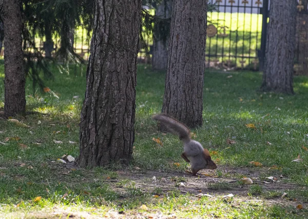 Beautiful Red Haired Fluffy Squirrel Plays City Park Natural Habitat — Stock Photo, Image