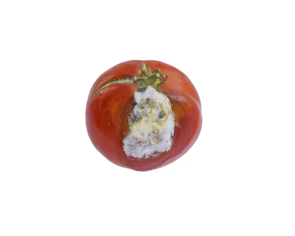 Zapleśniały Czerwony Pomidor Białą Pleśnią Stęchłe Jedzenie Resztki Jedzenia Kuchni — Zdjęcie stockowe