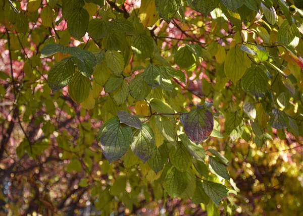 Rode Groene Herfstbladeren Hangen Aan Een Boom Het Park Sierplant — Stockfoto