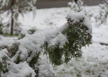 Karda yeşil kozalaklı ağaçlar. Thuja ve ladin ilk beyaz karda dallanır. Bulutlu kar tatili