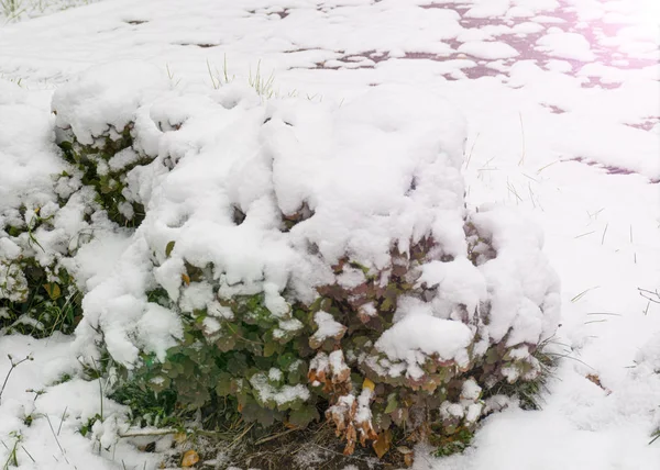 The first snow fell in the fall. Snow lies on green and yellow leaves. Snowfall and winter.