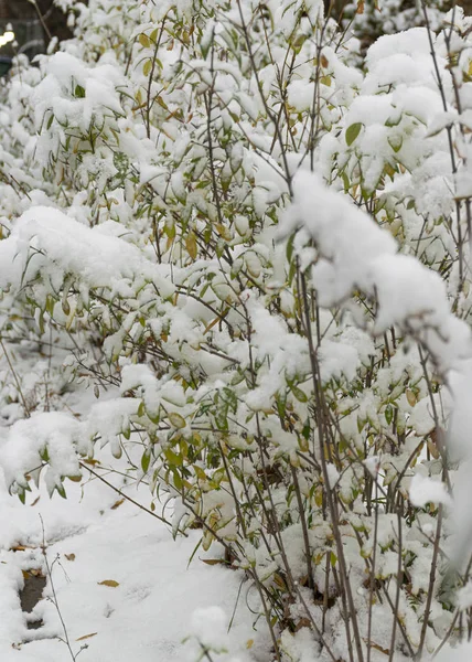 La prima neve cadde in autunno. La neve giace su foglie verdi e gialle. Nevicate e inverno . — Foto Stock