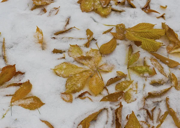 The first snow fell in the fall. Snow lies on green and yellow leaves. Snowfall and winter.