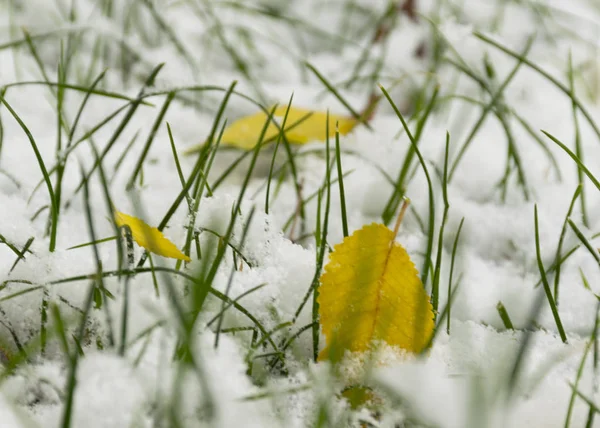 The first snow fell in the fall. Snow on the green grass with yellow leaves. Background.