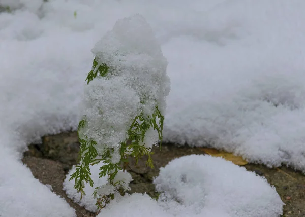 Vit trädgårdsblomma. vacker buske i trädgården — Stockfoto