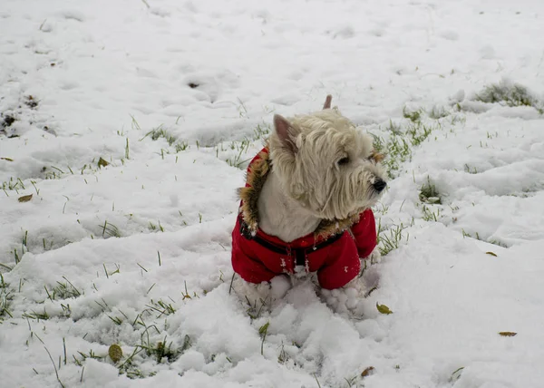 Un perro blanco con ropa roja pasea por el parque en la nieve. Mono para perros. Mascota favorita . —  Fotos de Stock