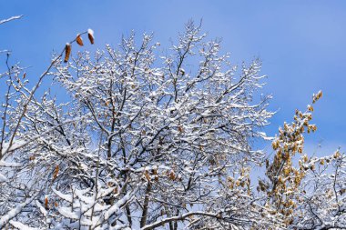 Güneşli bir günde, karlı bir kış günü, evlerin pencerelerinin altındaki karların içinde ağaç dalları..