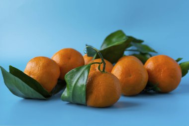 Mavi arka planda yeşil yapraklı portakal sulu olgun mandalinalar..