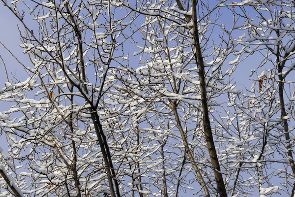 晴れた日の雪の冬に家の窓の下で街の雪の中の木の枝. — ストック写真