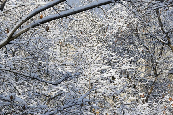 어느 화창 한 날 눈덮인 도시의 창문 아래에 있는 눈덮인 나뭇가지들은 눈이 내리는 겨울에 집들의 창문 아래에 있다. — 스톡 사진