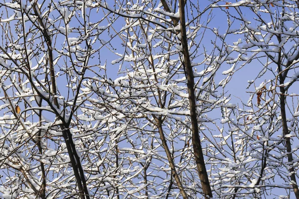 Ramos de árvores na neve na cidade sob as janelas das casas em um inverno nevado em um dia ensolarado . — Fotografia de Stock