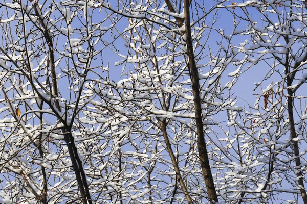 Faágak a hóban a városban a házak ablakai alatt egy havas télen egy napsütéses napon. — Stock Fotó