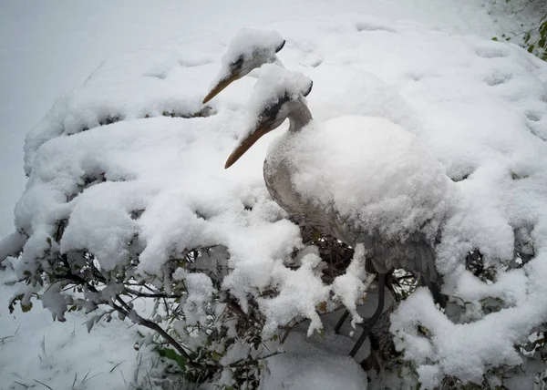 Flauschig-weißer Schnee liegt auf den Büschen und die Storchenfigur. schneereicher Winter. Frost und Kälte — Stockfoto