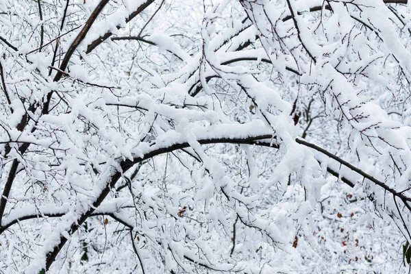 Ramos Árvores Neve Inverno Contra Fundo Sorogoneb Queda Neve Inverno — Fotografia de Stock