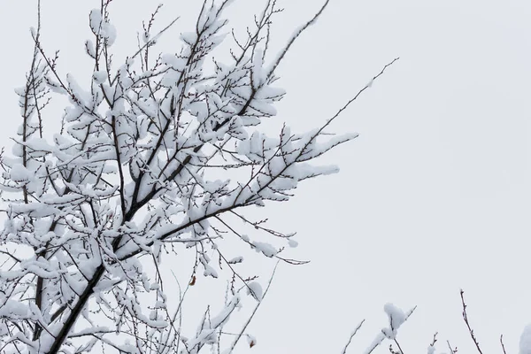 セロゴネブの背景に冬の雪の中で木の枝 寒い冬の雪 — ストック写真