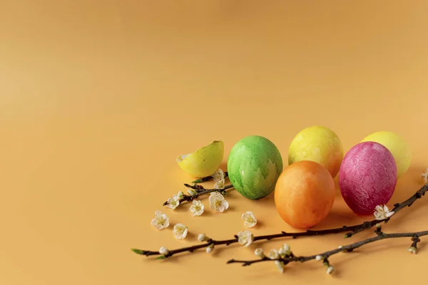 Gekleurde Eieren Met Lentegroen Gras Bloeiende Boomtak Een Oranje Achtergrond — Stockfoto