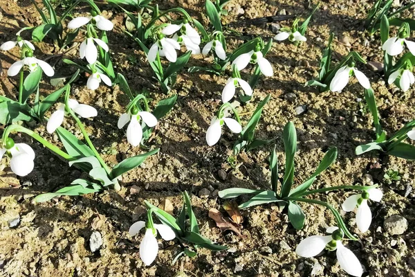 Primeira Primavera Flores Silvestres Gotas Neve Brancas Jardim Prado — Fotografia de Stock