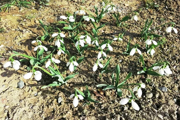 Πρώτα Αγριολούλουδα Της Άνοιξης Λευκές Χιονοπτώσεις Στον Κήπο Στο Λιβάδι — Φωτογραφία Αρχείου