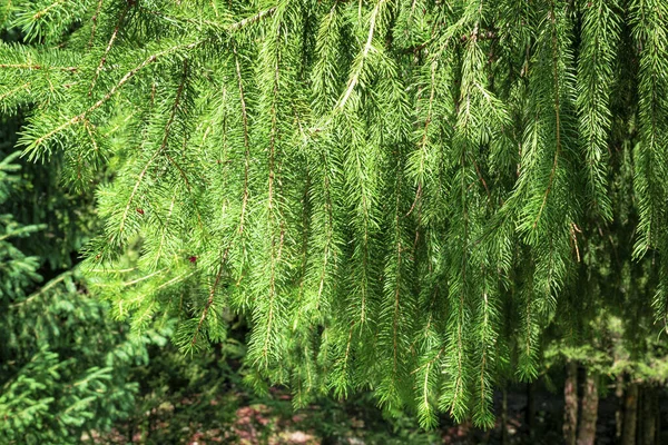 云杉的绿色分枝 山里长满了针叶树 冷杉分枝的背景 — 图库照片