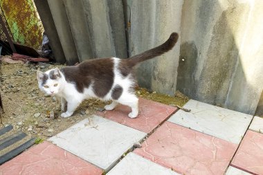 Yumuşak kedi asfaltta cadde boyunca yürür. Evcil hayvan.