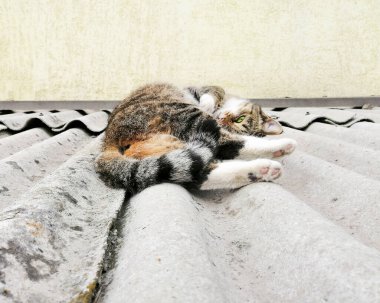 Yumuşak kedi caddede yürüyor. Çatıdaki kedi. Evcil hayvan