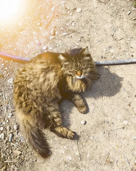 Fluffy Cat Går Nerför Gatan Katten Ligger Marken Sällskapsdjur — Stockfoto