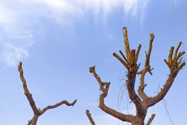 Bulutlu mavi gökyüzünün arka planında ağaç dallarının silueti. Çevre koruması.