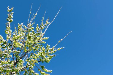 Baharda ağaç dalları, mavi gökyüzüne karla kaplanmış yeşil yapraklarla. Baharda kar. Güneşli bir gün